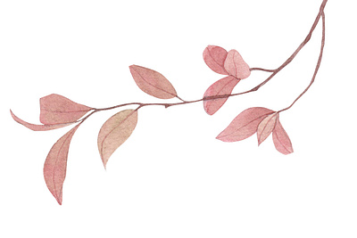 watercolor branch branding design graphic design leaves watercolor