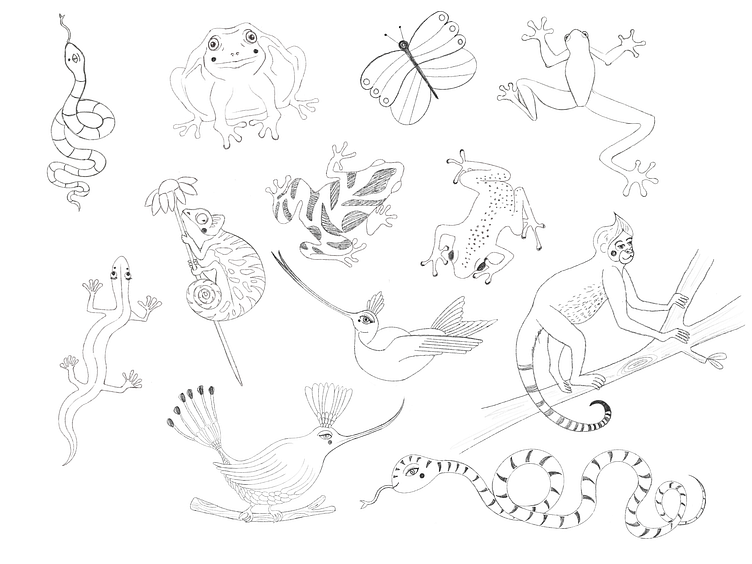 pencil sketch tropical animals by Laura Barreiro on Dribbble