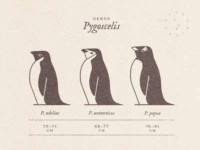 Penguins animals bird educational geometric graphic design illustration infographic mark nature penguin sign zoology