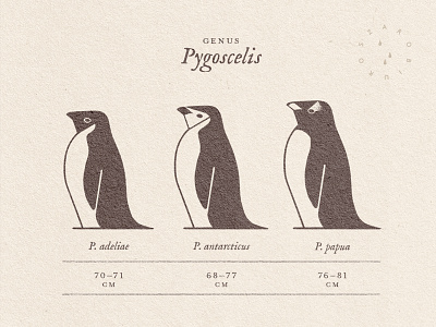 Penguins animals bird educational geometric graphic design illustration infographic mark nature penguin sign zoology