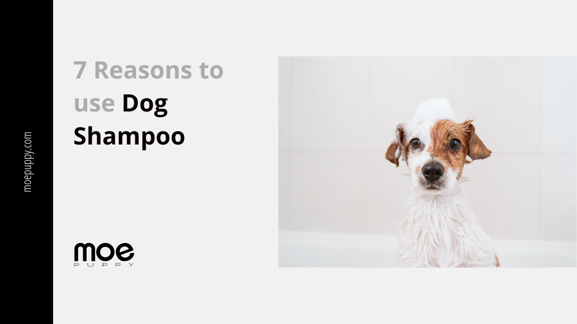 7 Reasons Why Is Dog Shampoo Perfect For Dogs? by Moe Puppy on Dribbble