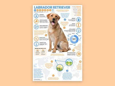 Labrador Retriever Poster dog dog art dog illustration dog poster dogs education