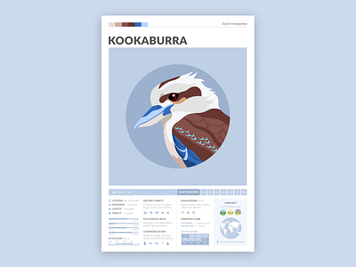 Kookaburra Poster bird bird illustration education kookaburra modern modern poster