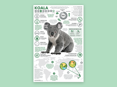 Koala Poster education koala koala art koala illustration koala poster modern poster