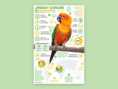 Jenday Conure Poster conure education jenday conure modern poster parrot parrot poster