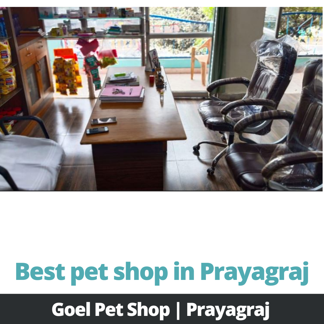 Best Pet Shop in Prayagraj by Alok Digi Things on Dribbble