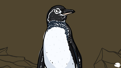 penguin galápago (Spheniscus mendiculus) - idnzoo animal aves bird galapagos idnzoo penguin penguin galapagos