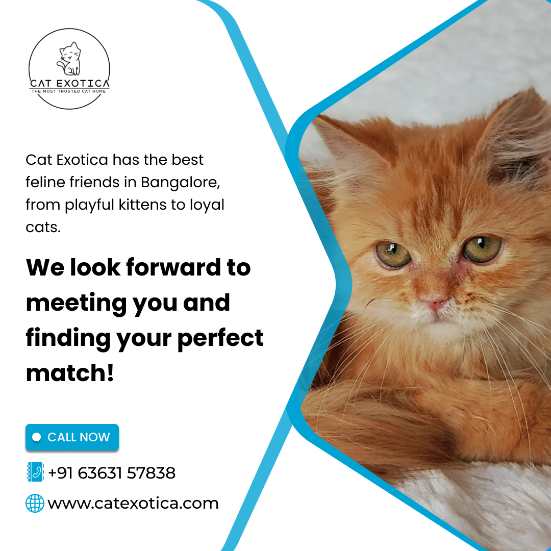 Buy Cats for Sale Online in Bangalore by cat exotica on Dribbble