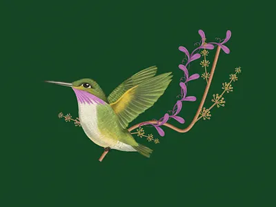 'A hummingbird' bird birddrawing birdillustration botanic botanical botanical art botanical illustration digital illustration drawing hummingbird illustration nature procreate quickdrawing
