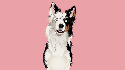 Cute Border collie