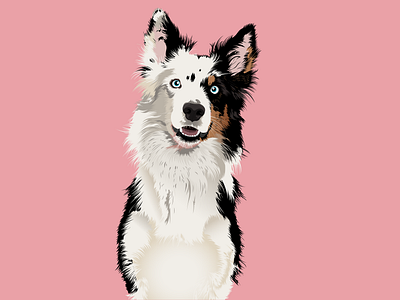 Cute Border collie