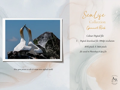 SeaLife Collection...Gannet Rock branding design digital graphic design illustration photography posters