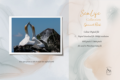 SeaLife Collection...Gannet Rock branding design digital graphic design illustration photography posters