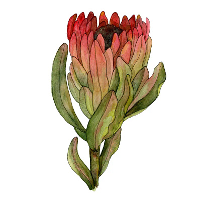 Protea commercial illustration flower illustration protea watercolor