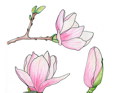 Magnolia botanical commercial illustration flower illustration magnolia sketch watercolor pencils