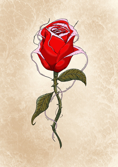 Rose illustration rose