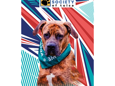 HUMANE SOCIETY OF TULSA 3d 3d logo animation branding design graphic design humane humane society of tulsa humane society of tulsa t shart logo logodesign minimalist logo motion graphics of tulsa society t shart t shirt design t shirt price tulsa ui