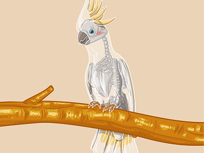 Endemic Fragile Series - Yellow-crested Cockatoo animal bird conservation conservationefforts crisis extinction extinctioncrisis illustration nature savetheyellowcrestedcockatoo skeleton vector yellowcrestedcockatoo