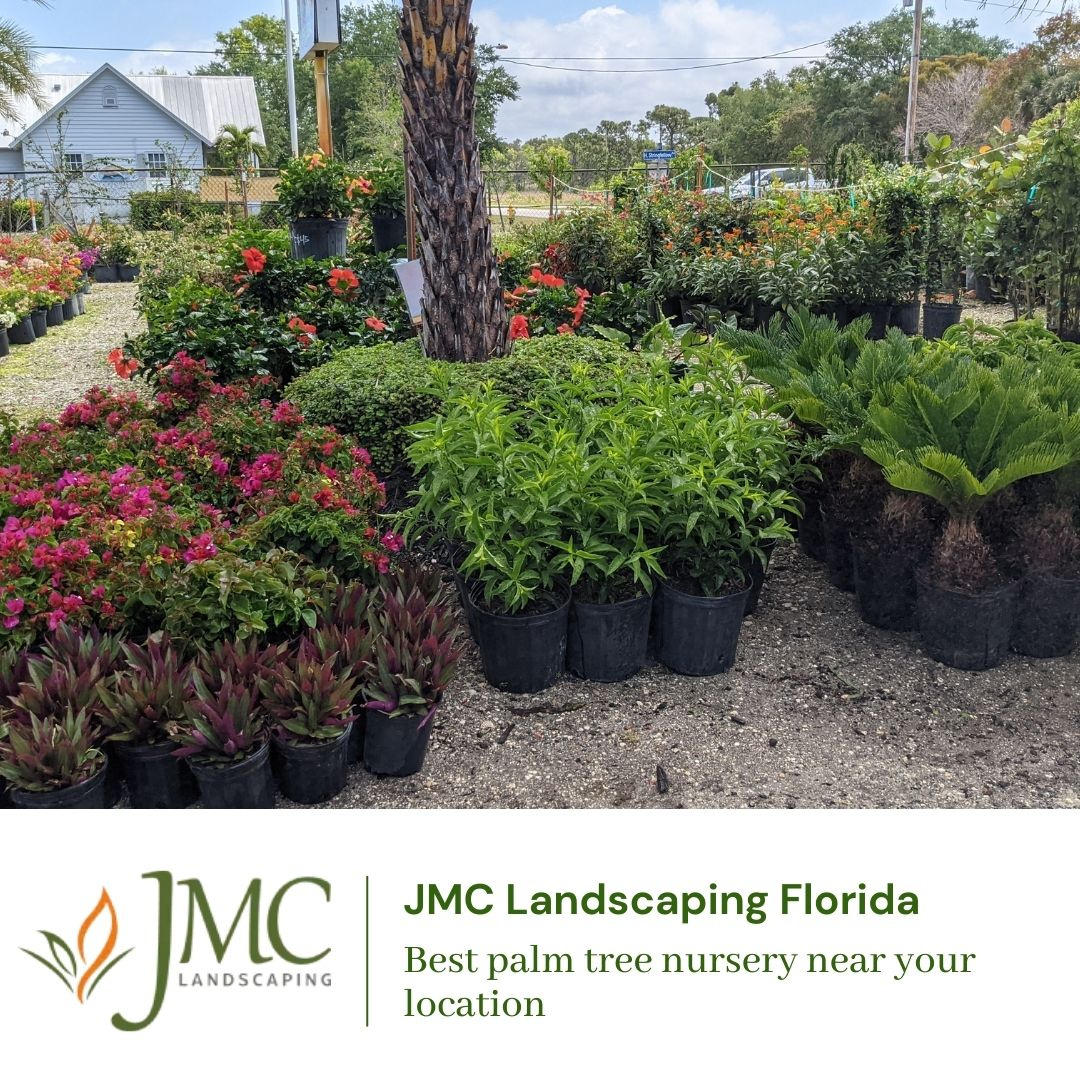 Find the Nearest Palm Tree Nursery for Your Landscape by JMC