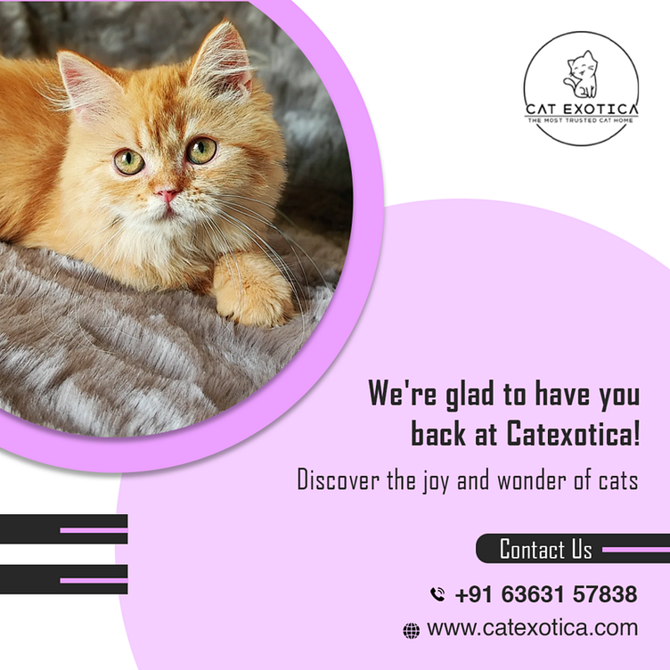 Purebred Kittens in Bangalore by cat exotica on Dribbble