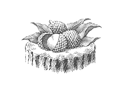 Lychee for Lanikai beer label engraved engraving etched etching illustration label linocut logo lychee pen and ink vector engraving woodcut