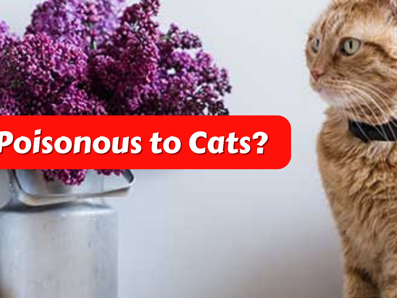 Are Lilacs Poisonous to Cats? Understanding the Risks and... by Izak