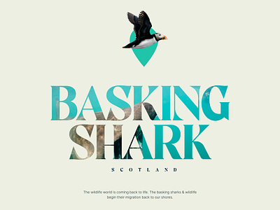 Basking Shark Scotland - Mood Board blue branding design desktop logo mood board scotland sea shark ui ux web design website