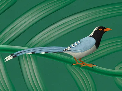 'Blue Magpie' bird birdart birddrawing birdillustration birdlover bluemagpie botanical botanical art botanical illustration digital digital illustration digitalart drawing illustration