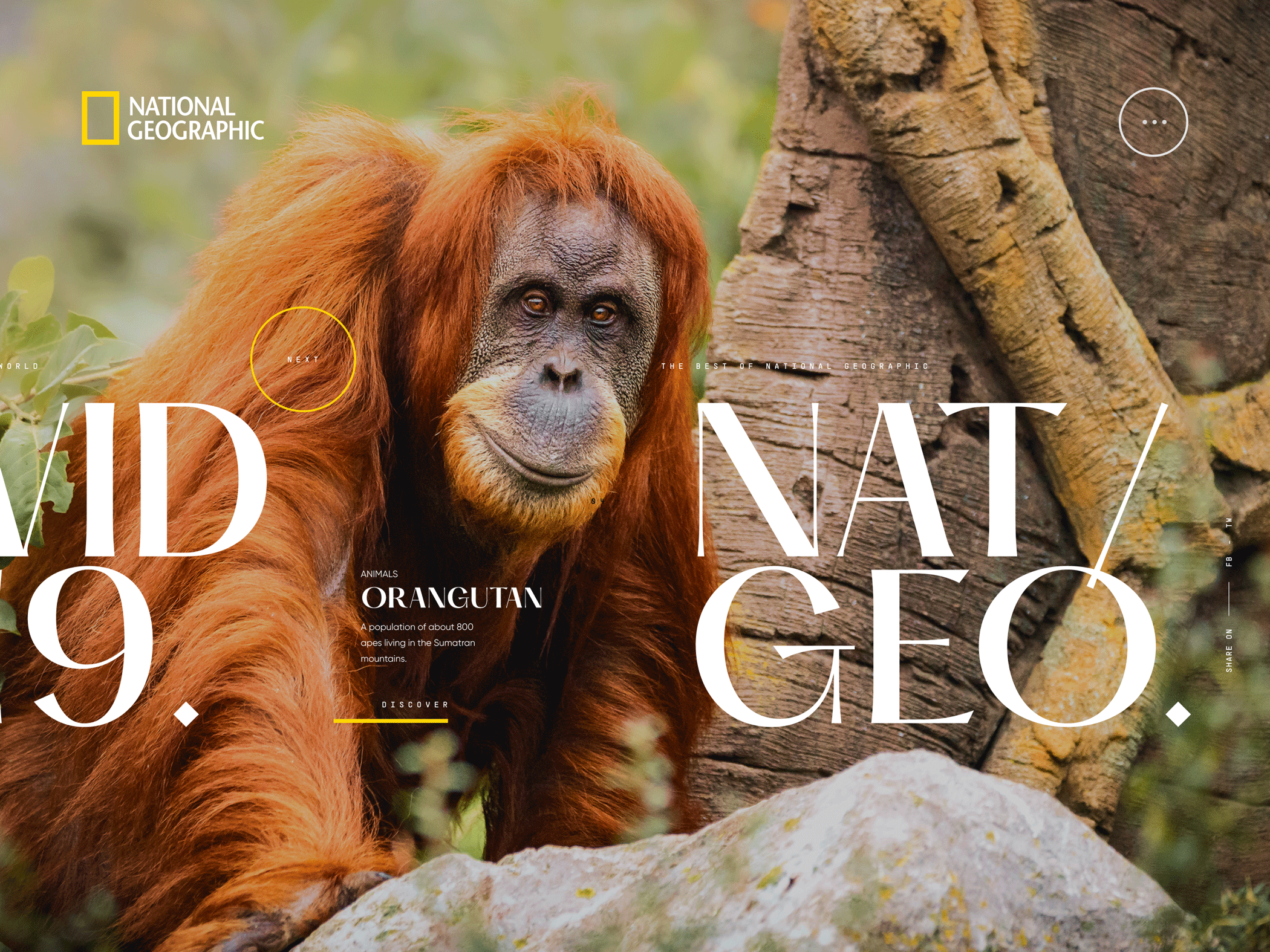 National Geographic - Experimental A.1 concept desktop geographic layout national ui web design