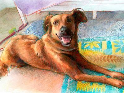 Kokoni dog realistic portrait drawing dogdrawing dogportrait dogrealisticdrawing dogrealisticportrait kokonidog kokoniportrait kokoniportraitdrawing mentiradeloro pencil portrait watercolor watercolour