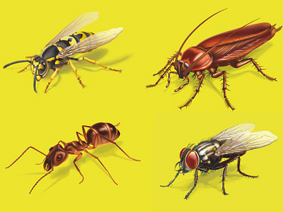Vector Insects on the package collection freelance illustration mosquito vector wasp