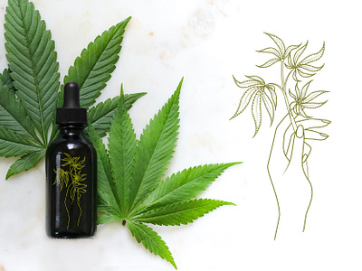 Medical cannabis (hemp). Logo. branding design flora floristry graphic design illustration logo plant vector