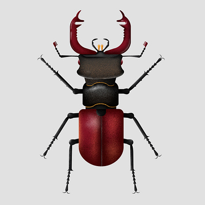 Stag Beetle art digital illustration vector