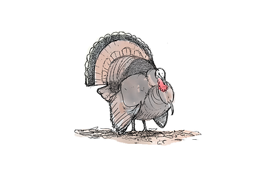 Turkey Sketch digital environmental illustration pencil watercolor