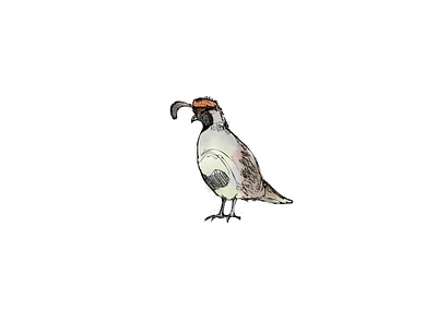 Quail Sketch animal digital environmental illustration pencil watercolor