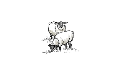 Sheep Sketch digital environmental illustration pencil watercolor