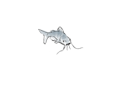 Catfish Sketch digital environmental illustration pencil watercolor