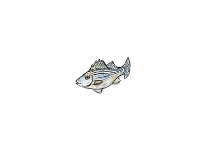 White Bass Sketch digital environmental illustration pencil watercolor