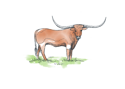 Longhorn Sketch digital environmental illustration pencil watercolor