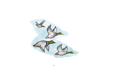 Flying Ducks Sketch digital environmental illustration pencil watercolor