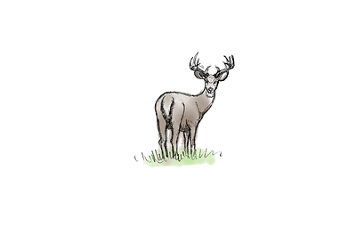 White Tailed Deer Sketch digital environmental illustration pencil watercolor