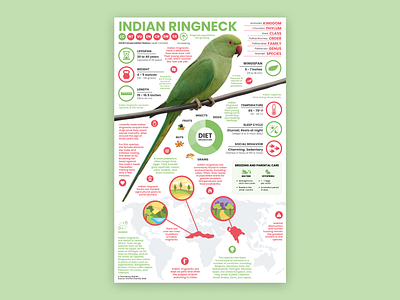 Indian Ringneck Poster bird art bird illustration education indian ringneck parrot parrot art