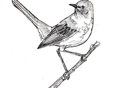 Mocking Bird bird design drawing freehand graphic design illustration ink pen procreate tattoo
