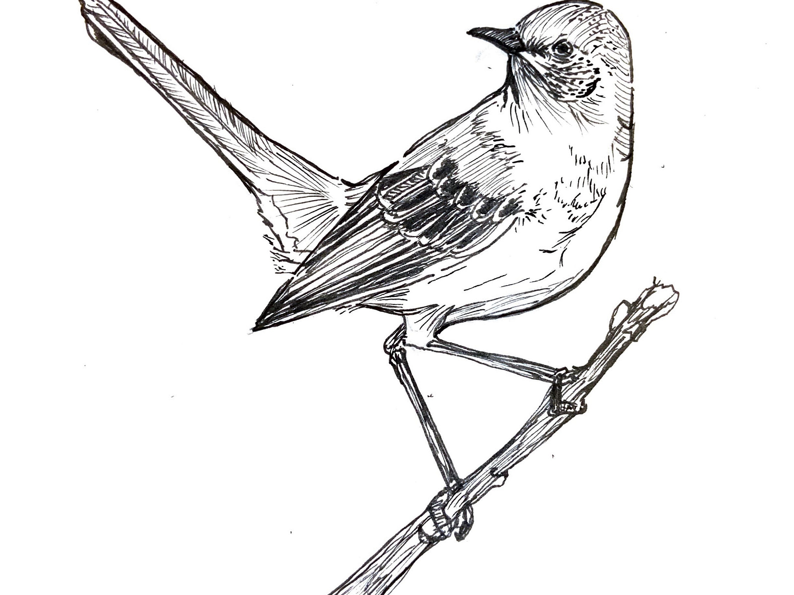 mocking-bird-by-claire-seeland-on-dribbble