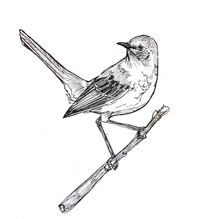 Mocking Bird bird design drawing freehand graphic design illustration ink pen procreate tattoo