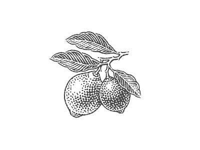 Small engraved lemons design engraved engraving etched etching illustration label logo pen and ink vector vector engraving woodcut