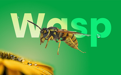 Wasps on Sunflowers - Concept Design branding design graphic design illustration motion graphics vector