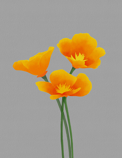 California Poppies Illustration design floral flowers illustration orange poppies spring summer