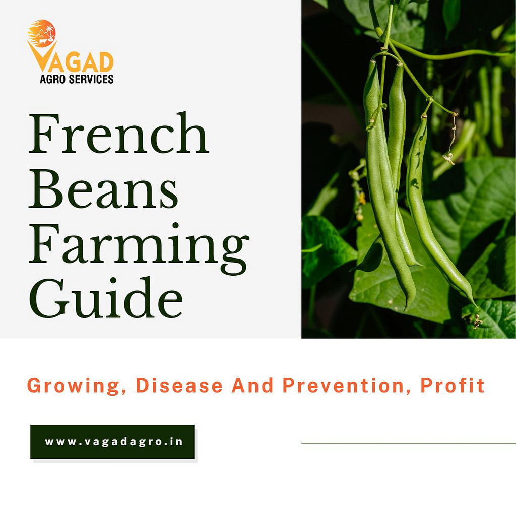 French Beans Farming Guide Growing, Disease And Prevention by Vagad