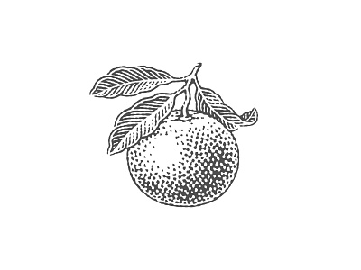 Grapefruit engraved engraving etch etched etching grapefruit label linocut logo pen and ink vector engraving woodcut